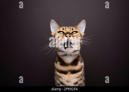 Bengale Katze mit offenem Mund, die auf die Kamera guckt und miaut. Hochformat auf braunem Hintergrund mit Kopierbereich Stockfoto