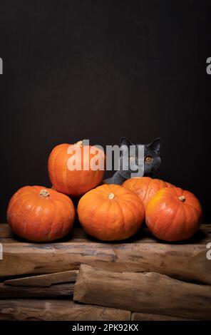 britische Kurzhaarkatze mit orangefarbenen Augen, die hinter einem Haufen Kürbisse sitzt Stockfoto
