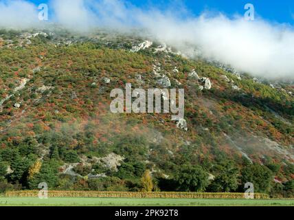 Trockener Hang mit roten, violetten und gelbgrünen Perückenbüschen (Cotinus coggygria) in der Felssteppe von Wallis im Herbst zwischen Susten und Niedergampel, Wallis, Schweiz Stockfoto