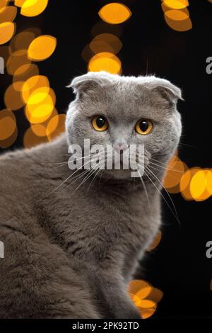 schottische Faltkatze mit gelben Augen, die in die Kamera schaut. Hochformat auf schwarzem Hintergrund mit Bokeh-Lichtern Stockfoto