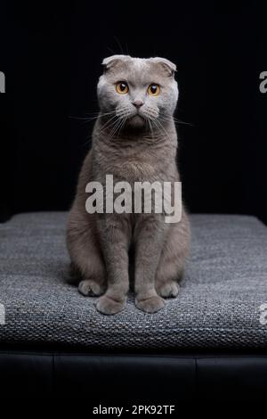 Lila schottische Faltkatze, die auf dem Kissen sitzt und in die Kamera schaut. Hochformat vor schwarzem Hintergrund mit Kopierbereich Stockfoto