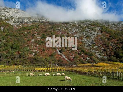 Trockener Hang mit roten, violetten und gelbgrünen Perückenbüschen (Cotinus coggygria) in der Felssteppe von Wallis im Herbst zwischen Susten und Niedergampel, Wallis, Schweiz Stockfoto