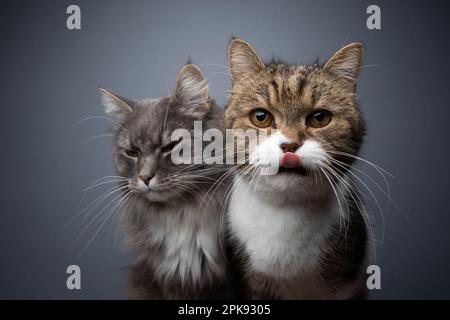 Zwei verschiedene Katzen nebeneinander im Porträt. Konzept zur Rivalität, Eifersucht oder Vorzugsbehandlung von Katzen im Mehrkatzenhaushalt Stockfoto