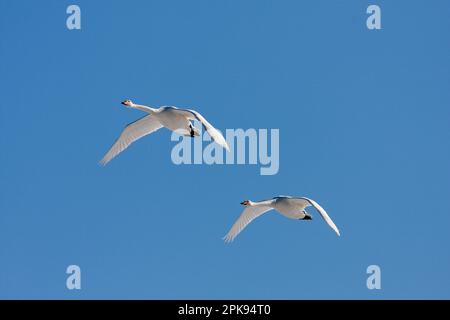 Ein paar Jupperschwäne, Cygnus cygnus fliegt am blauen Himmel. Am frühen Morgen im Frühling. Stockfoto