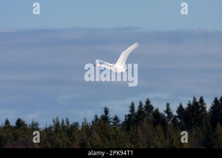 Ein paar Jupperschwäne, Cygnus cygnus fliegt am blauen Himmel. Am frühen Morgen im Frühling. Stockfoto