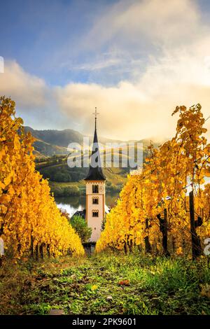 Herrlicher Sonnenaufgang über der Moselschleife in der Nähe von Bremm. Herbstfoto der gelben Weinberge, wunderschönes Licht am Morgen. Stockfoto