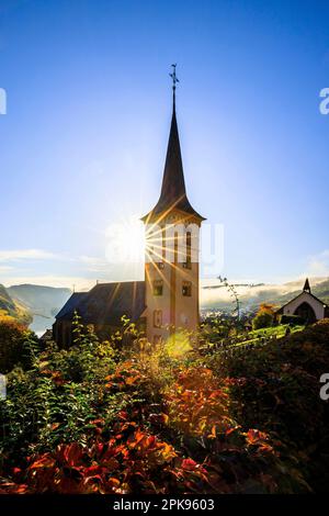 Herrlicher Sonnenaufgang über der Moselschleife in der Nähe von Bremm. Herbstfoto der gelben Weinberge, wunderschönes Licht am Morgen. Stockfoto