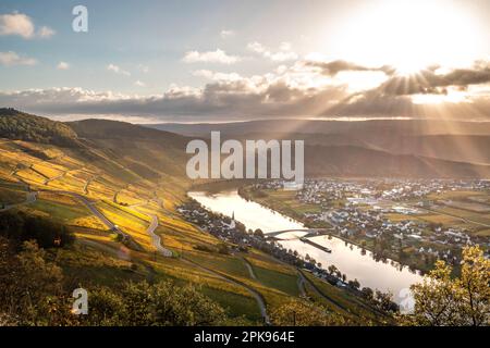 Piesport an der Mosel, wunderschöner Blick über das Moseltal im Herbst mit gelben Weinbergen. Deutschland Stockfoto