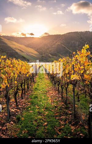 Piesport an der Mosel, wunderschöner Blick über das Moseltal im Herbst mit gelben Weinbergen. Deutschland Stockfoto