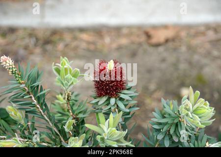 Purpurrote Flaschenbürstenblume Stockfoto