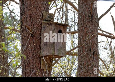Eine große rustikale Vogelkiste hoch oben an einen Baum genagelt, umgeben von anderen Bäumen in einem Wald im Frühling Stockfoto