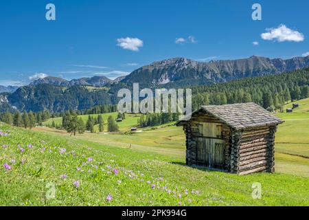 Hochabtei / Alta Badia, Provinz Bozen, Südtirol, Italien, Europa. Krokusse auf den Armenatarwiesen Stockfoto