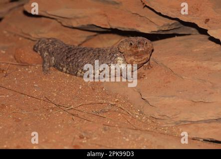 Tiliqua rugosa, am häufigsten als Schinken-Skink oder Bobtail-Eidechse bekannt, ist eine kurzschwanzige, sich langsam bewegende Art von Blauzungenskink (Gattung Ti Stockfoto