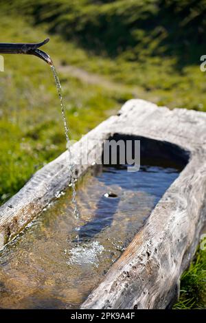 Österreich, Provinz Salzburg, Pinzgau, Naturpark Weißbach, Hirschbichl, Litzlalm, Wassertrog für Alpenkühe Stockfoto