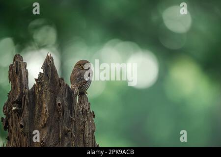 Dschungel Owlet Stockfoto