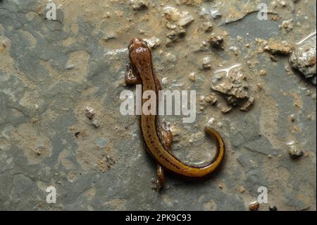 Ein südlicher zweireihiger Salamander (Eurycea cirrigera) aus Jefferson County, Indiana, USA. Stockfoto