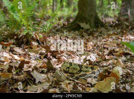 Canebrake Rattlesnake (Crotalus horridus) aus West Feliciana Parish, Louisiana, USA. Stockfoto