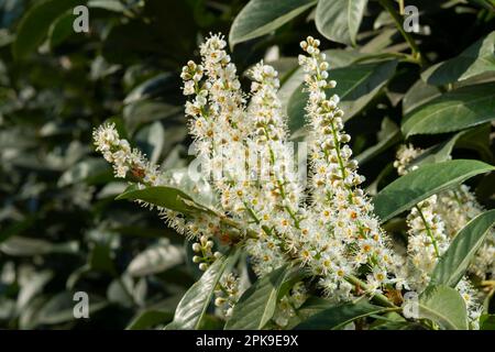 Italien, Lombardei, Blumen der Kirsche Laurel, Prunus Laurocerasus Stockfoto
