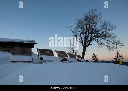 Winterwanderung zum hohen Kranzberg (1397m), Europa, Deutschland, Bayern, Oberbayern, Mittenwald, Isar-Tal, Werdenfels, Winter, Baum, Die Bänke im Abendlicht laden zum Ausruhen ein Stockfoto