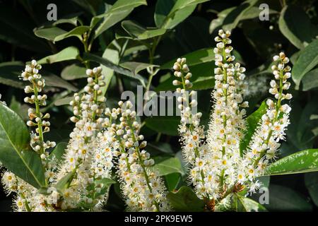 Italien, Lombardei, Blumen der Kirsche Laurel, Prunus Laurocerasus Stockfoto