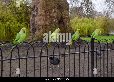 Sittiche mit Ring-Hals-Effekt, auch bekannt als Sittiche mit Rosenringen, sitzen auf einem Zaun und warten auf Snacks von Passanten im St. James's Park im Zentrum von London. Stockfoto