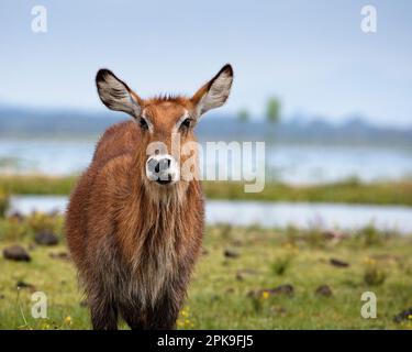 Ein weibliches DeFassa Waterbuck (Kobus ellipsiprymnus defassa) Gesicht auf dem Kopf nach oben und blickt in die Kamera vor dem Lake Naivasha, Kenia Stockfoto