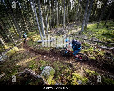 Mountainbiker auf einer Strecke in den Vogesen. Bergab nach Hirsteren Stockfoto