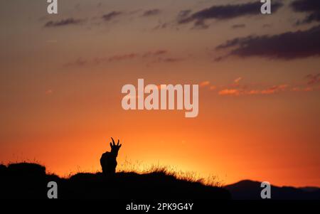 Sonnenaufgang Ibex in den Schweizer Bergen Stockfoto