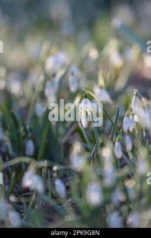 Schneeglöckchen (Leucojum vernum) inmitten von Schneeglöckchen (Galanthus nivalis) Stockfoto