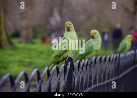 London, Großbritannien. 06. April 2023. Sittiche mit Ringhals, auch bekannt als Sittiche mit Rosenringen, sitzen auf einem Zaun und warten auf Snacks von Passanten im St. James's Park im Zentrum von London. (Foto: Vuk Valcic/SOPA Images/Sipa USA) Guthaben: SIPA USA/Alamy Live News Stockfoto