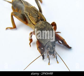 Ein Insektenschädling Gryllotalpa gryllotalpa, der viele Pflanzen im Boden schädigt Stockfoto