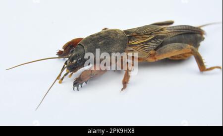 Ein Insektenschädling Gryllotalpa gryllotalpa, der viele Pflanzen im Boden schädigt Stockfoto