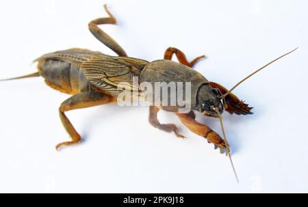 Ein Insektenschädling Gryllotalpa gryllotalpa, der viele Pflanzen im Boden schädigt Stockfoto