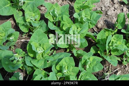 Im Frühjahr wächst die essbare Gartenorche (Atriplex hortensis) auf offenem Boden Stockfoto