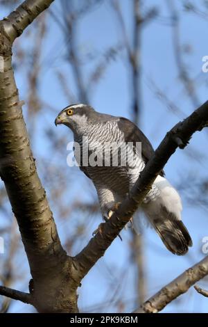 Scharfe Krallen... Der nördliche Goshawk ( Accipiter gentilis ) sitzt in einer Beute, die Bäume jagt Stockfoto