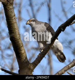 Scharfe Krallen... Der nördliche Goshawk ( Accipiter gentilis ) sitzt in einer Beute, die Bäume jagt Stockfoto