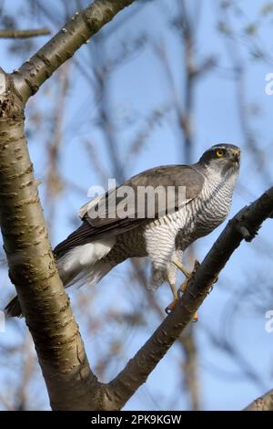 Edler Raubvogel... Nördlicher Goshawk (Accipiter gentilis) jagt in den Baumkronen Stockfoto