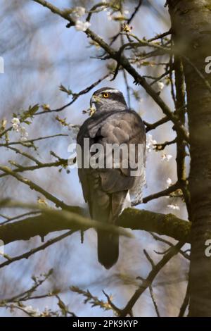 In den wilden Kirschen... Der nördliche Goshawk ( Accipiter gentilis ), der in einem Baum inmitten der Kirschblüten liegt Stockfoto