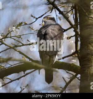 In den wilden Kirschen... Der nördliche Goshawk ( Accipiter gentilis ), der in einem Baum inmitten der Kirschblüten liegt Stockfoto