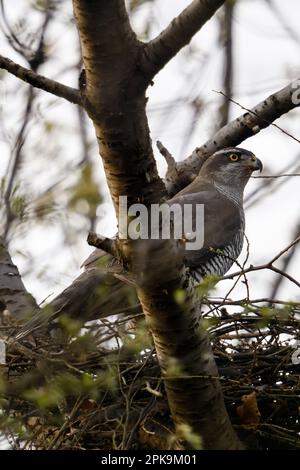 Das Nest ist bereit... Nördlicher Goshawk ( Accipiter gentilis ), weiblicher Goshawk auf seinem Auge in einer wilden Kirsche Stockfoto