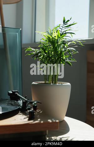 Wunderschöne grüne Zimmerpflanzen auf einem Holztisch im Zimmer Stockfoto