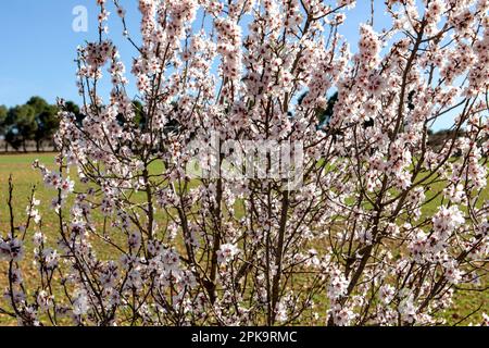 Spektakulärer Mandelbaum, der auf einem großen Feld blüht, ist diese Blume eine der schönsten im Frühling und bildet eine spektakuläre Landschaft. Stockfoto