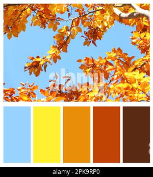 Farbpalette passend zu Foto von wunderschönen Bäumen mit Herbstblättern Stockfoto