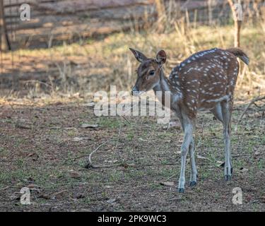 Ein geflecktes Hirsch, der für ein Porträt posiert Stockfoto