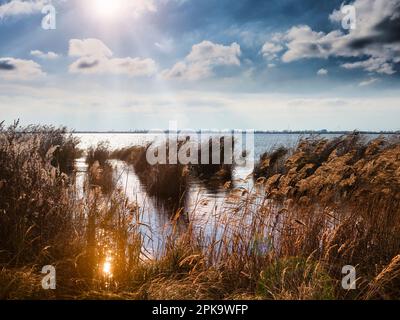 Usedom im Herbst, Schilfgürtel in der Szczecin Lagune, Hintergrundbeleuchtung, niedrige Sonne Stockfoto