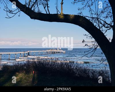 Usedom im Winter, neuer Pier Koserow, gekrümmter Ast am Ufer Stockfoto