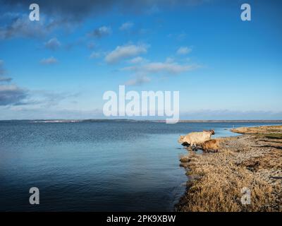 Landschaft auf Usedom im Winter, Halbinsel Cosim, Achterwasser, eine Herde von Galloway-Rindern an der Küste Stockfoto