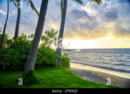 Morgenlicht auf einsamer Palme Stockfoto