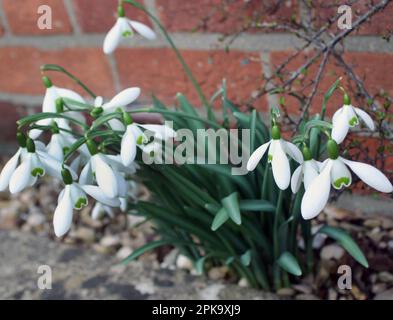 Schneeglöckchen (Galanthus nivalis) Blüten der Hoffnung im Spätwinter Stockfoto