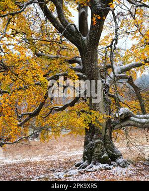 Europa, Deutschland, Hessen, Mittelhessen, Naturpark Lahn-Dill-Bergland, Alte buche im Herbst unter Schnee, Steffenberg Stockfoto